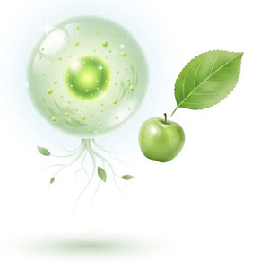 Plant stem cells